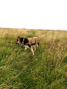 Jasgood Tactical Dog Vest Good,Bad or Remarkable 3 Saber wearing his Jasgood Tactical Dog Vest Harness