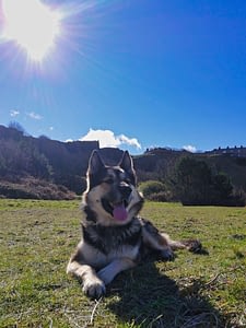 Teaching A Dog To Settle Down and Be Calm 2 Teaching A Dog To Settle Down and Be Calm