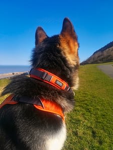 Dog Copenhagen Comfort Harness 3 Dog Copenhagen Comfort Harness