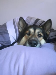 Is your essential oil diffuser poisonous to your dog or cat? 2 Is your essential oil diffuser poisonous to your dog or cat?