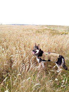Jasgood Tactical Dog Vest Good,Bad or Remarkable 4 Saber wearing his Jasgood Tactical Dog Vest Harness