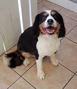 Arthritis In Dogs What To Look For 3 Arthritis in dogs