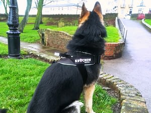 K9 CREW Pro Harness 1 Saber wearing his K9 Crew Pro Harness