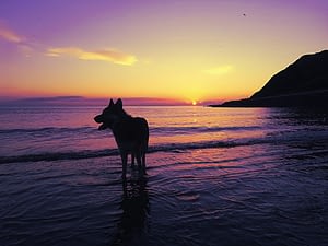 Walking Your Dog At Night Stay Safe 2 Walking Your Dog At Night Stay Safe