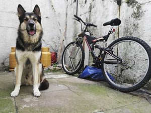 Dogs A Fear Of Bikes, Saber's Nightmare 3 Fear Of Bikes