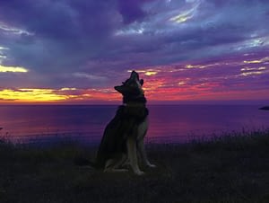 Planning to go camping with my dog (Saber) a challenge or not. 5 camping with my dog