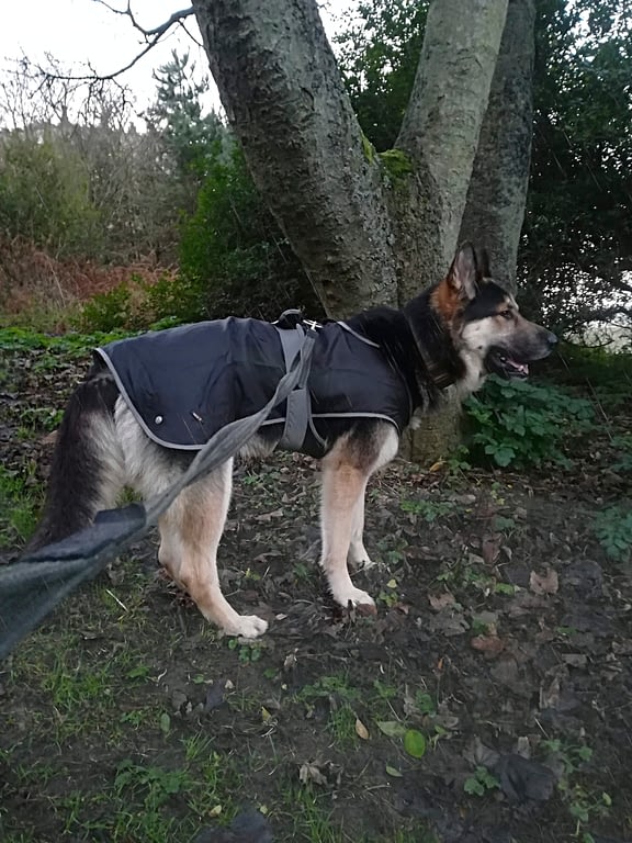 ancol 2 in 1 harness dog coat