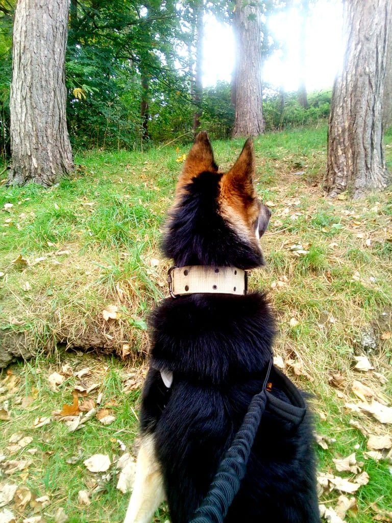 Why Won't Dog Owners Obey The Rules Stupidity Perhaps? 1 Dog owners obey the rules